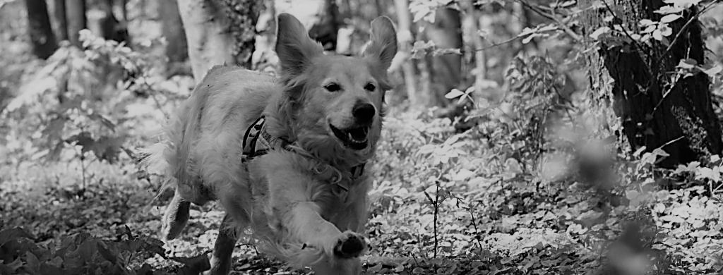 Rettungshundestaffel-Unterland-e.V.-Einsatzhund